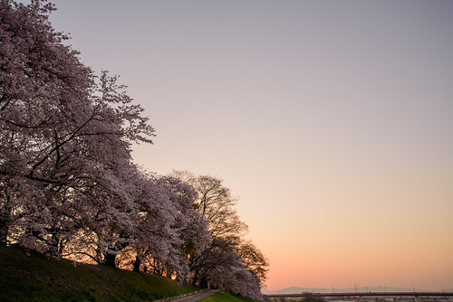 八幡市 京都府 japan kyoto 背割堤 淀川 川 river 桜 日の出 sunrise cherry