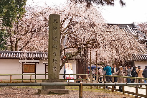 【写真】2013 桜 : 醍醐寺/2021-10-20/IMGP9102