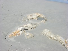 The whale placenta lies half buried in the sand