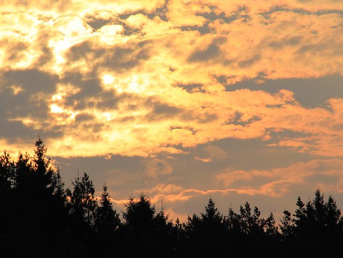 germany thuringia village schackendorf silhouette conifer cloudy sky morning fleecycloud schäfchenwolke nadelbaum