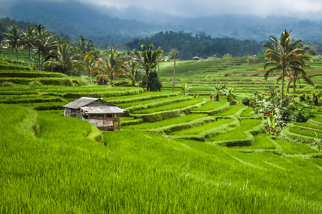 The Jatiluwah Rice Terraces - Unesco's World Heritage Site, Bali, Indonesia