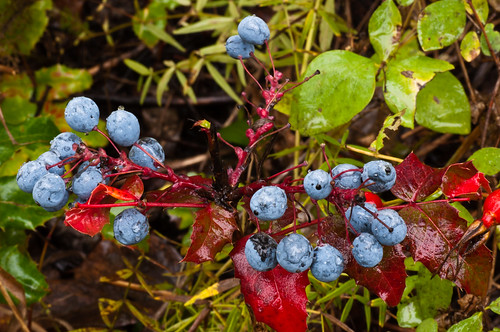 blue red canada leaf berry bc pgps