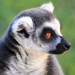 Lemur de Cola Anillada