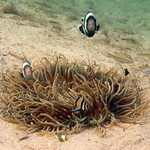 Banggai Cardinalfish & clownfish sharing micro habitat