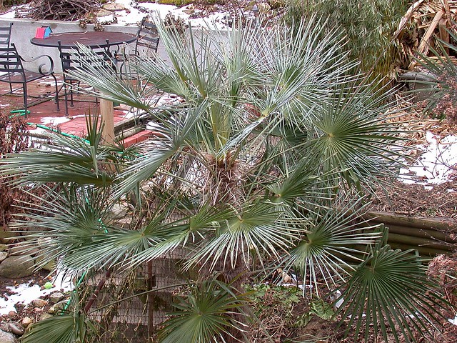 Trachycarpus fortunei "Bulgarian"