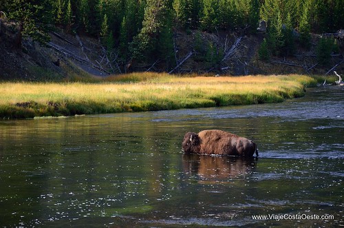 VIAJE COSTA OESTE EE.UU. - Blogs de USA - Yellowstone - Zona Norte (4)