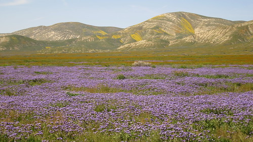 carrizoplain carrizowildflowers carrizoplainnationalmonument coastranges temblorrange california southerncalifornia southerncaliforniawildflowers