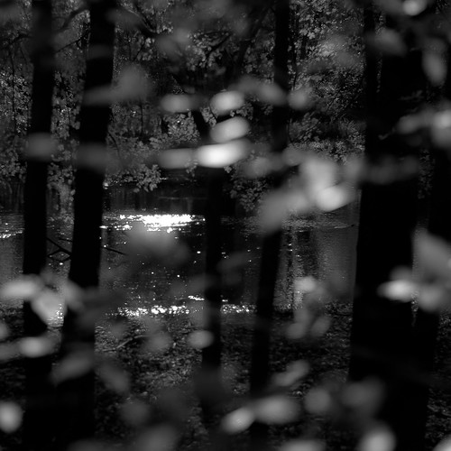 captaindanielwrightwoods d5000 desplainesriver dof nikon autumn blackwhite blackandwhite blur branches bw depthoffield forest landscape leaves light monochrome noahbw reflection river shadow square sunlight trees water woods