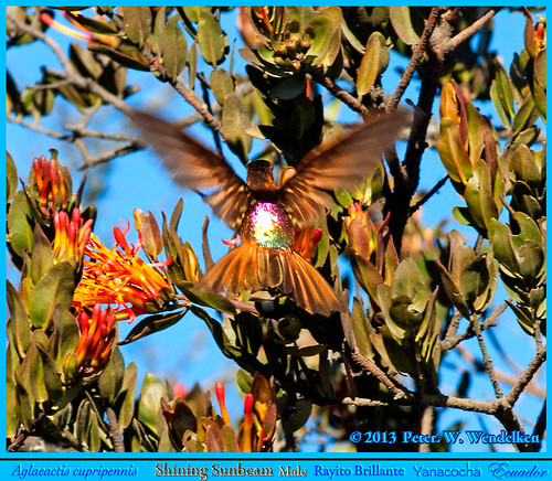 ecuador hummingbird sunbeam colibri picaflor pichincha chupaflor yanacocha ecuadorbirds shiningsunbeam aglaeactis aglaeactiscupripennis southamericahummingbirds ecuadorhummingbirds shiningsunbeamhummingbird volcánpichincha peterwendelken hummingbirdphotobypeterwendelken ecuadorphoto yanacochahummingbirds oldnonomiindoroad viejocaminoanono shiningsunbeamphoto shiningsunbeammale shiningsunbeaminecuador rayitobrillante rayodesolbrillante