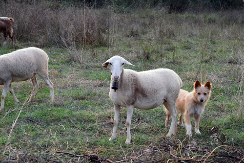 españa dog animal sheep