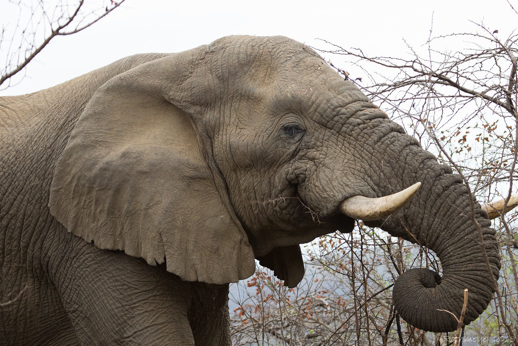 African Elephant at Hluhluwe-Imfolozi Reserve