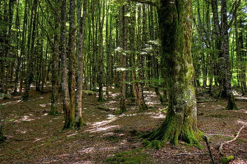 trees naturaleza tree verde green hoja nature forest landscape hojas arbol leaf spain selva paisaje bosque árbol beech haya fagus navarra irati hayedo