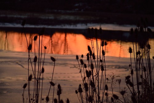 flowers sunset plants lake silhouette reflections flora frozenlake