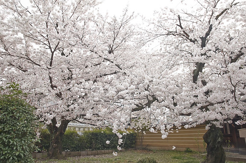 【写真】2014 桜 : 立本寺/2020-03-01/IMGP5748