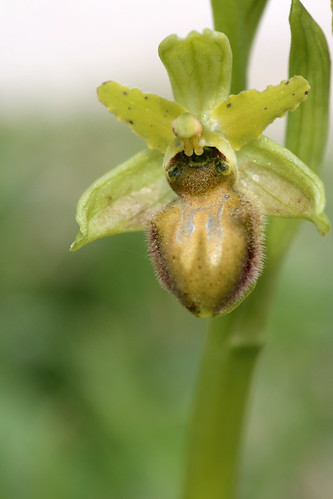 Early Spider Orchid, Ophrys sphegodes