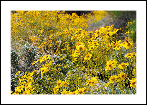 brittlebush enceliafarinosa california 2017wildflowers 2017 wildflowers searlesvalley alonghwy178 poisoncanyon sanbernadinocounty