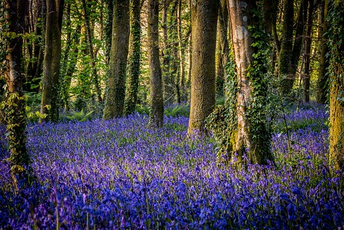 bluebells sunset pendarves canoneos70d cornwall coast woods evening spring outdoor nature colour