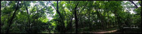 forest bosque landscape paisaje trees árboles