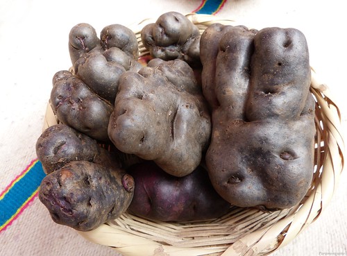 lima perú potatoe papa kartoffel patata pommesdeterre p1110201 300513 copiarw201jpg