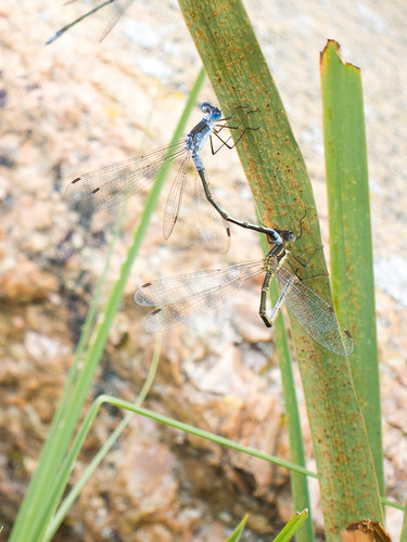 insect georgianbay mating damselfly orthoptera damselflies spreadwing odonata zygoptera lestesdryas emeraldspreadwings