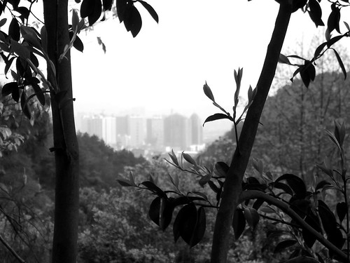 china city trees 中国 hunan publicdomain 湖南 huaihua 怀化