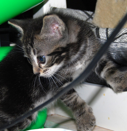 Grissom, gatito atigrado pardo tabby nacido en Marzo´14 en adopción. Valencia. ADOPTADO. 13786503923_c956014881
