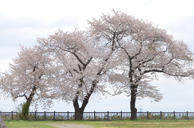 弘前さくらまつり 大鰐 festival of cherry blossoms at Hirosaki 2014年5月1日