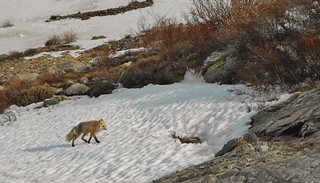 Hungry Fox on Slopes of Quandary Peak