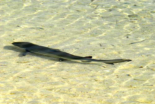 優游在東沙島潟湖中的幼鯊。(洪登富攝；海洋國家公園提供)
