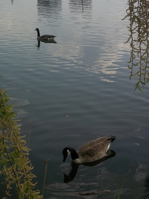Canada Geese in Grenadier Pond, High Park (3)