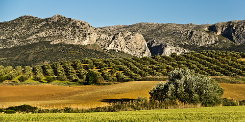 panorama mountain landscape grove olive limestone agriculture karstistic