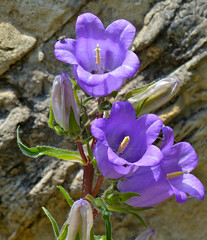 Pyrenean Bellflower (Campanula speciosa) - Photo of Ceilhes-et-Rocozels