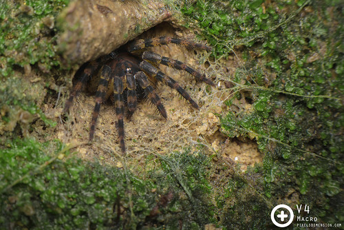 Trapdoor spider (Liphistius cf. desultor) and its trapdoor