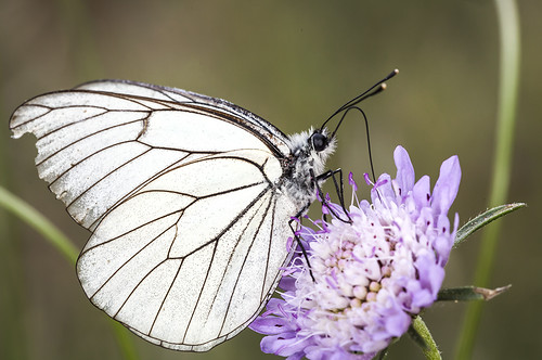 macro canon sigma lepidoptera mariposa bobet insecto pieridae aporia crataegi