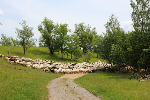Herd of sheep in Luxembourg