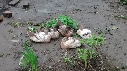Welsh Harlequin ducklings on allotment May 14