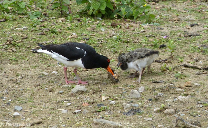 P1080045 - Oystercatcher Family, RSPB Conwy
