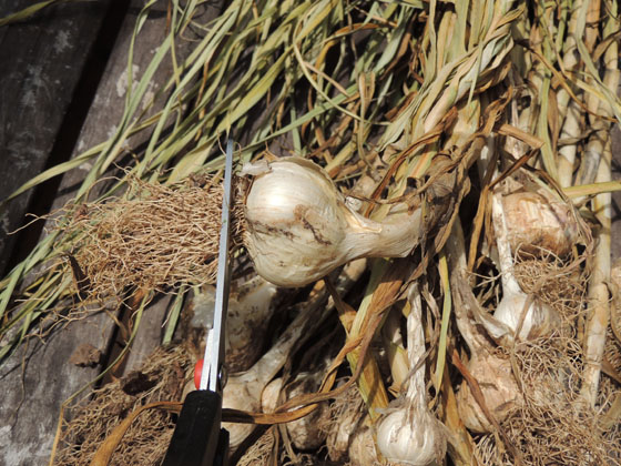 cleaning-storing-dry-garlic-03