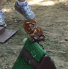 04 Rescued Screech Owl Eno Festival Durham NC 2014 130358