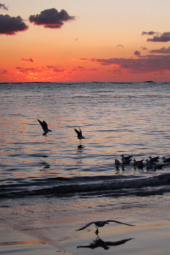 ocean sunset beach seagull lancelin