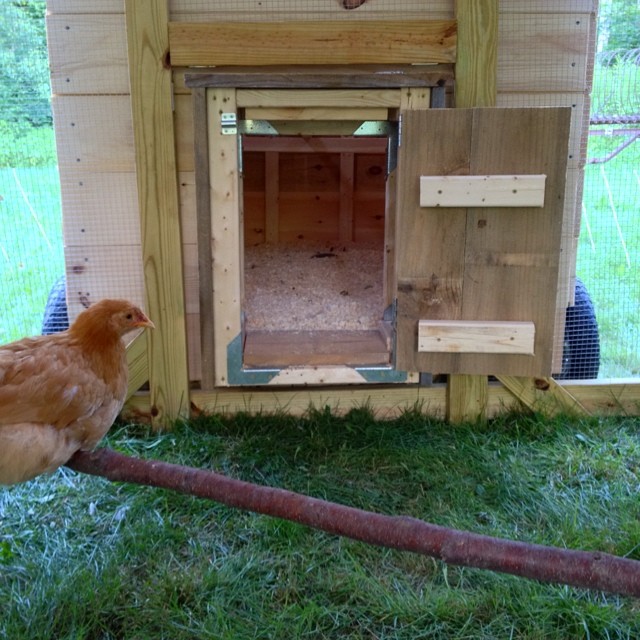 The moveable coop is in action! The girls will spend their first night (not inside the garage) in it tonight.