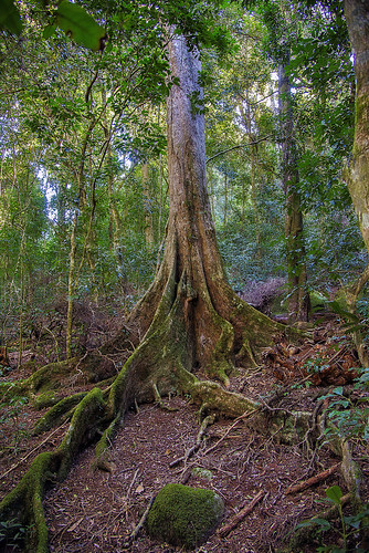 landscape nikon rainforest lamingtonnationalpark oreillysrainforestretreat