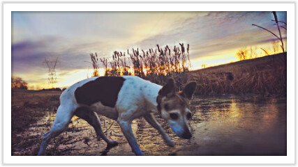 winter sunset dog pet playing silly creek friend freeze goodtimes wishin