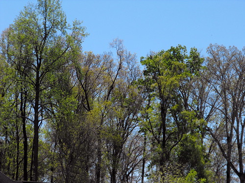 lumberton nc northcarolina robesoncounty outdoors outside leaves foliage tree trees wooded woods nature landscape sky bluesky clearsky