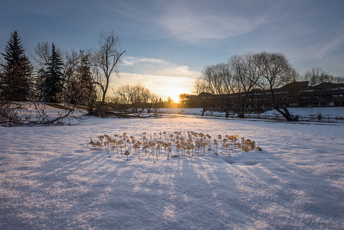 alberta canada easter stalbert sunrise morning ca reconciliation garden snow spring tokens remembrance