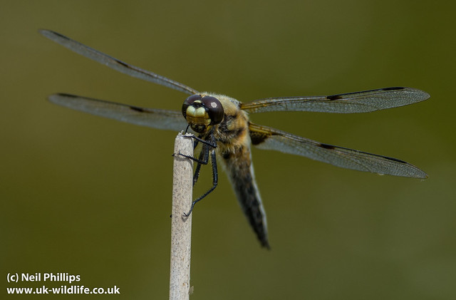 4 spotted chaser-6