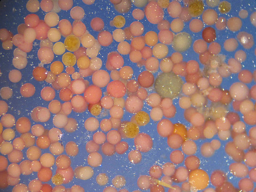 大大小小的珊瑚受精卵，將隨著洋流旅行至各處，開始另一個生命旅程。圖片來源：東沙海洋國家公園管理處