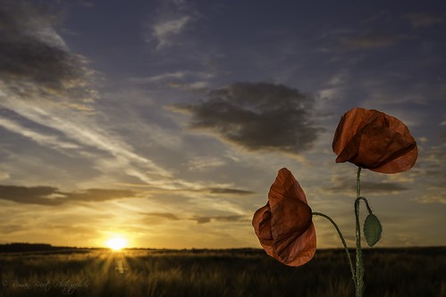 sunset flower fleur ciel champ coucherdesoleil blé potd:country=fr poppyscoquelicots