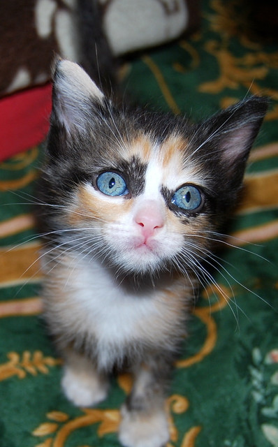 Kitty, exótica gatita tricolor de pelo semilargo, nacida en Abril´14, en adopción. Valencia. ADOPTADA. 14077648238_5ecc3350b1_z
