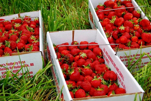 Summer Berry Harvest :: How to use local U-Picks to your advantage!
